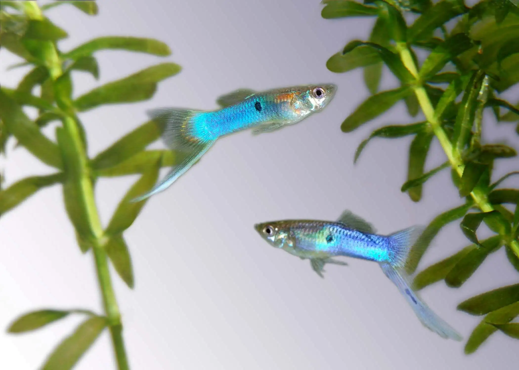 Japanese Blue Swordtail Guppy, Male